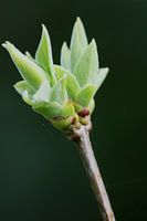 Knoppen komen uit de plant in het vroege voorjaar