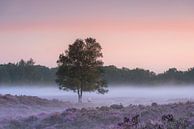 Zonsopkomst heidevelden Gasterse Duinen Drenthe van Rick Goede thumbnail