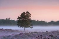 Zonsopkomst heidevelden Gasterse Duinen Drenthe