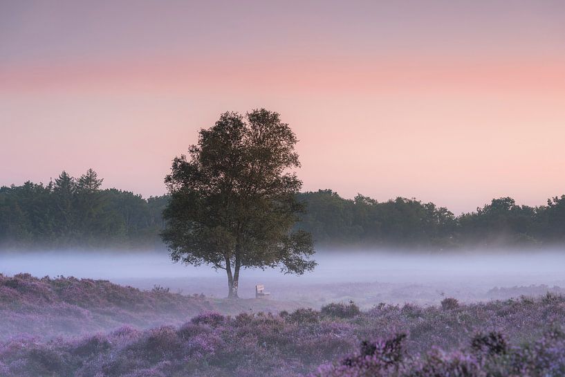 Zonsopkomst heidevelden Gasterse Duinen Drenthe van Rick Goede