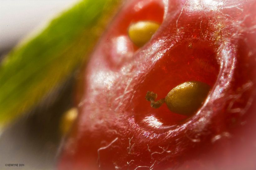 Strawberry baby par Henry van Schijndel
