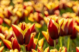 rot gelbe Tulpenblüten