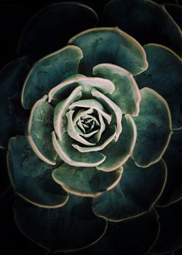 DARKSIDE OF SUCCULENTS IV-1 by Pia Schneider