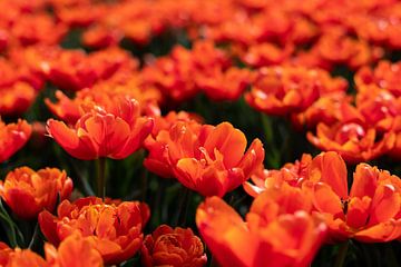 Orangefarbene Tulpen auf dem Feld. von Elly Damen