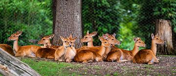 Herten op een rij. van Paul de Kok