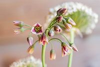 Sicilian honey garlic, Allium siculum