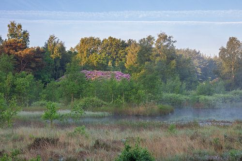 Atmospheric pond with morning light
