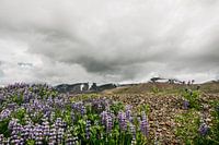 Ijslands landschap | Lupine | Paarse bloem