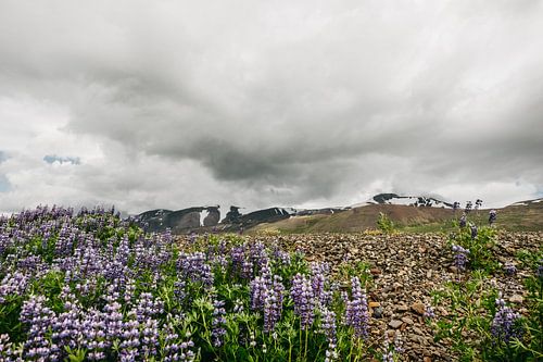Ijslands landschap | Lupine | Paarse bloem