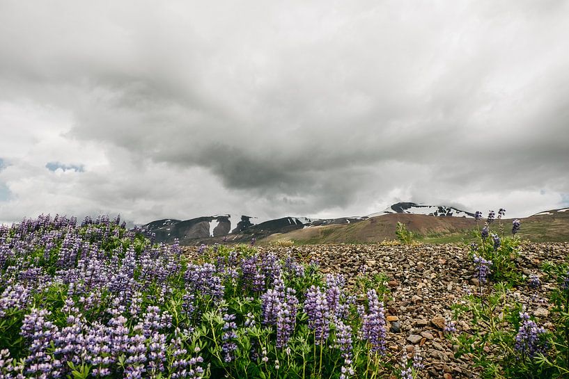 Isländische Landschaft | Lupine | Lila Blume von Floor Bogaerts