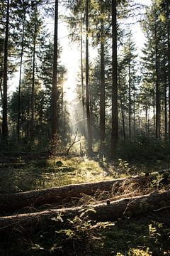 Hoge Veluwe sur Robert Snoek