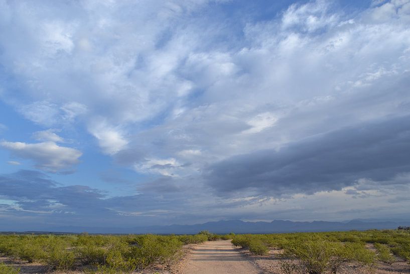 Arizona, in der Wüste von Bernard van Zwol