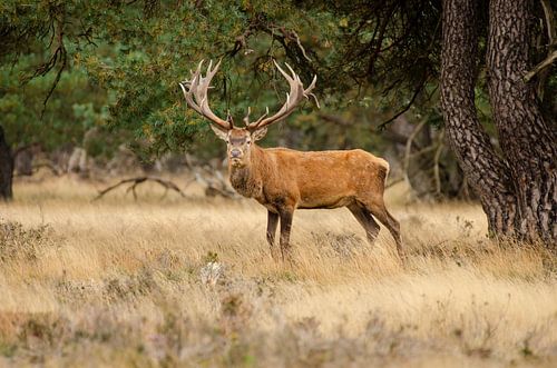Edelhert op de Hoge Veluwe