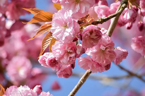 Pink blossom tree, spring, springtime