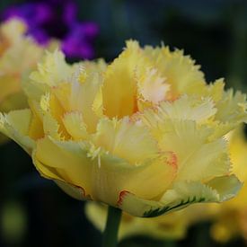Gefranste Tulpe von Linda de Klein