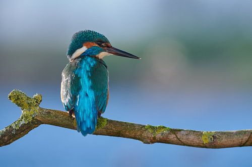 IJsvogel - Perfectie
