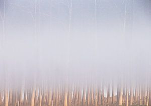 forêt brumeuse sur natascha verbij