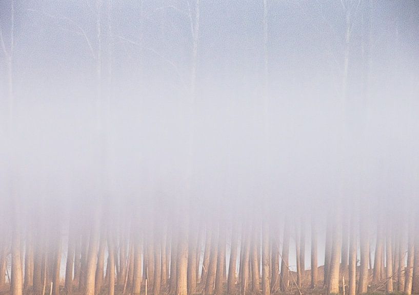 misty forest by natascha verbij