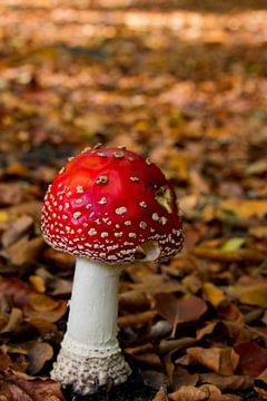 paddenstoel van Wesley Klijnstra