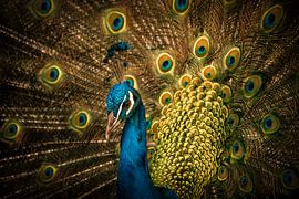 Pride by Rob van der Wal