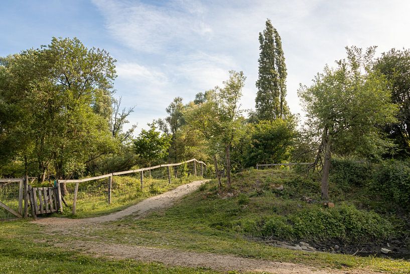A path in the Hoboken Polder by Joeri Regnart