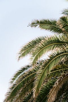 Details van een palmboom van Marit Hilarius