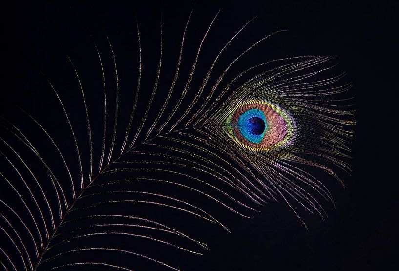 Peacock's eye by Franke de Jong