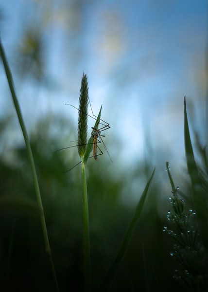 Long-legged mosquito by Jeroen Lagerwerf