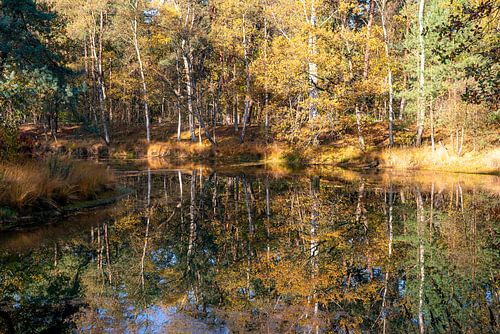 Reflecties van herfstkleuren van bladeren in de herfst in bos, meertje in de Utrechtse Heuvelrug, Ze