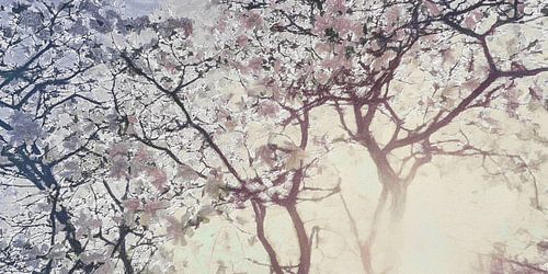 Digital painting magnolia dawn sunlight nature spring