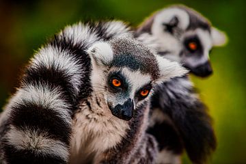 Ring-tailed lemur by PhotoCord Fotografie