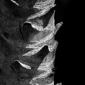 Detail of a palmtree in black and white von Anne van de Beek