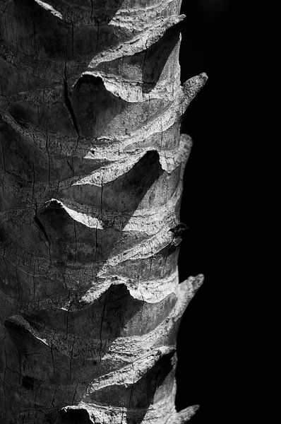 Detail of a palmtree in black and white by Anne van de Beek