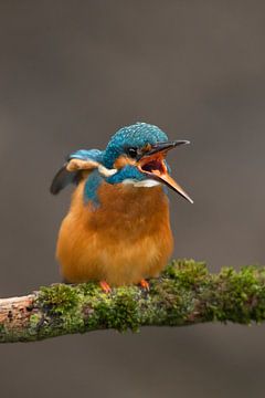 Martin-pêcheur photographié dans le Lancer sur Jeroen Stel