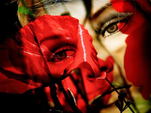 Looking at the poppies