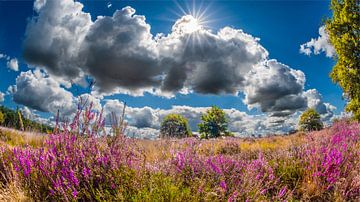Sunbeams over the purple heather by Rene Wolf