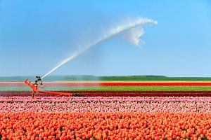 Tulpenbewässerung im Flevopolder
