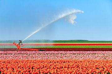 Tulpen irrigatie in de flevopolder van Dennis van de Water