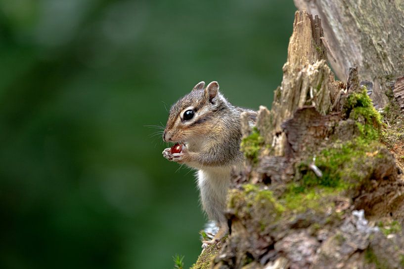Sibirisches Erdhörnchen von Ed Klungers