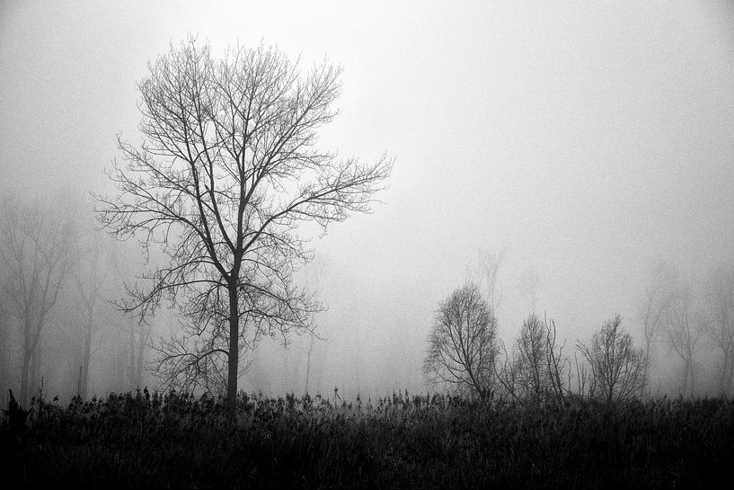 Arbres dans le brouillard par Remco Monteiro