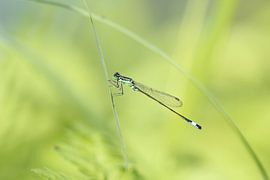 Waterjuffer von t de bruin