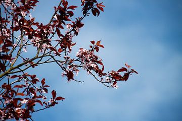 pink leaves @ springtime van Nienke Stegeman