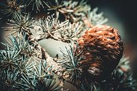 Pine Cone