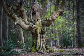 Spookachtige beuk op Venusberg van Jürgen Schmittdiel Photography