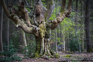 Hêtre fantôme sur le Venusberg