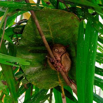 Philippinischer Tarsier (1)