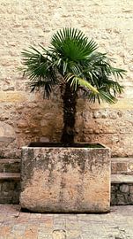 Palme von Angela Seubring