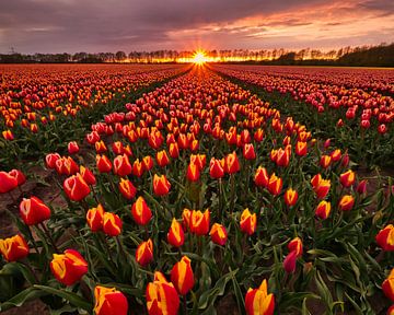 Tulpen van Marco Lok