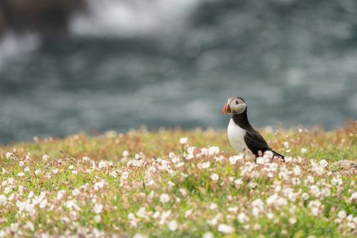 Puffin