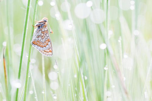 moerasparelmoervlinder met bokeh in tegenlicht
